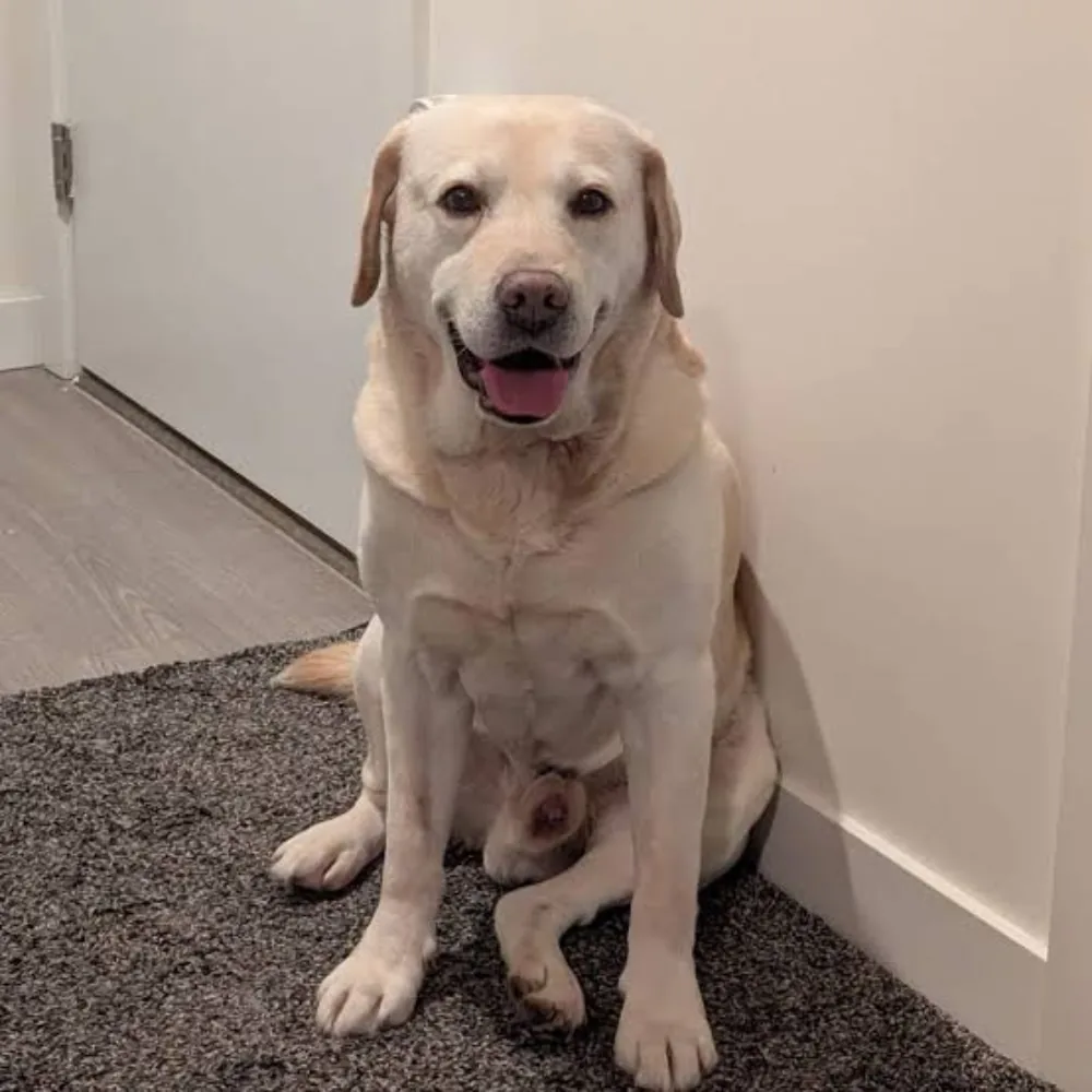 Bolinha
